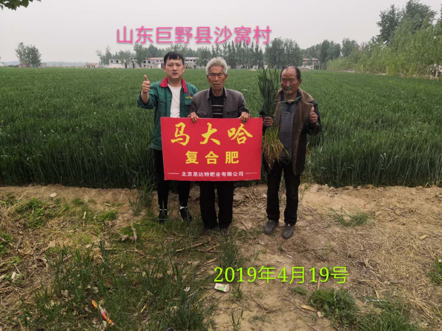 馬大哈高塔復(fù)合肥小麥專用肥效果展示