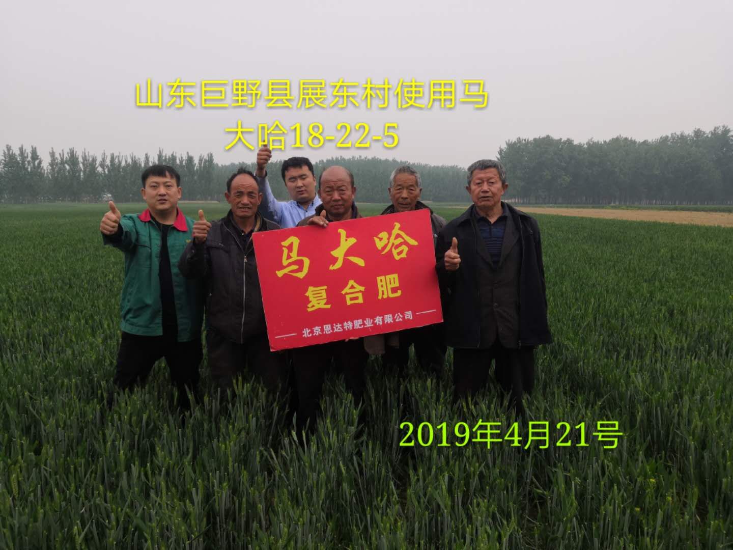 馬大哈高塔復(fù)合肥小麥專用肥效果展示