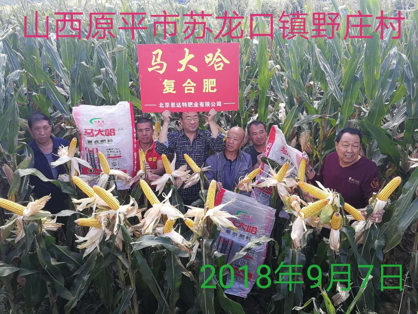 馬大哈高塔復(fù)合肥玉米專用肥效果展示