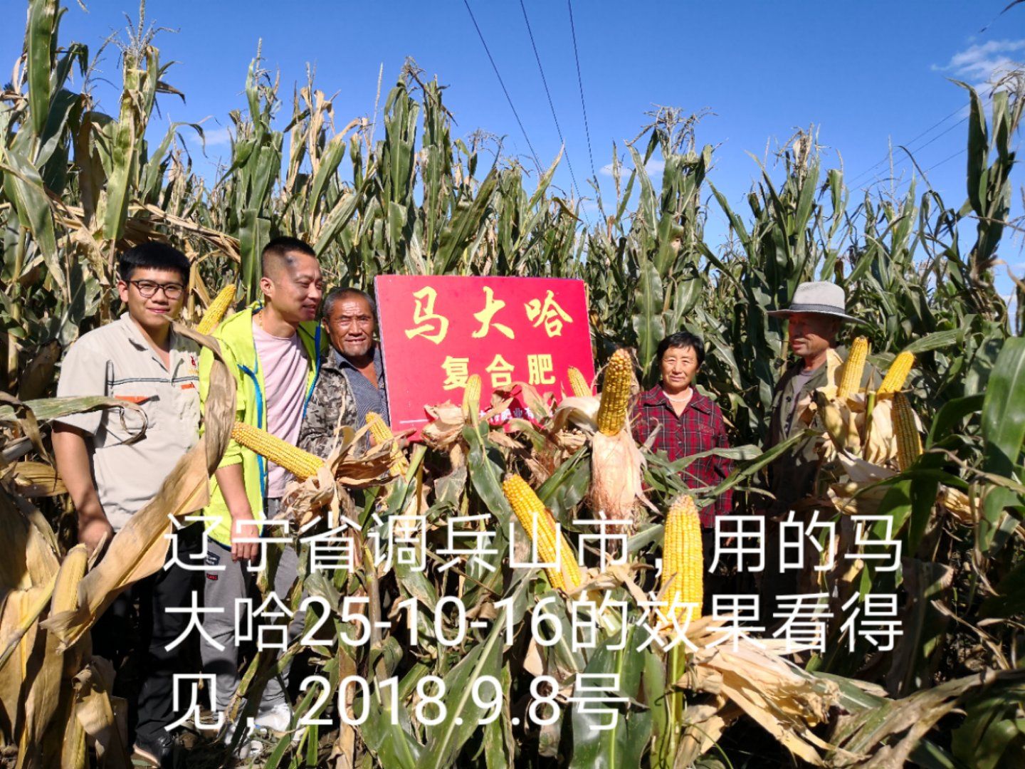 馬大哈高塔復(fù)合肥玉米專用肥效果展示