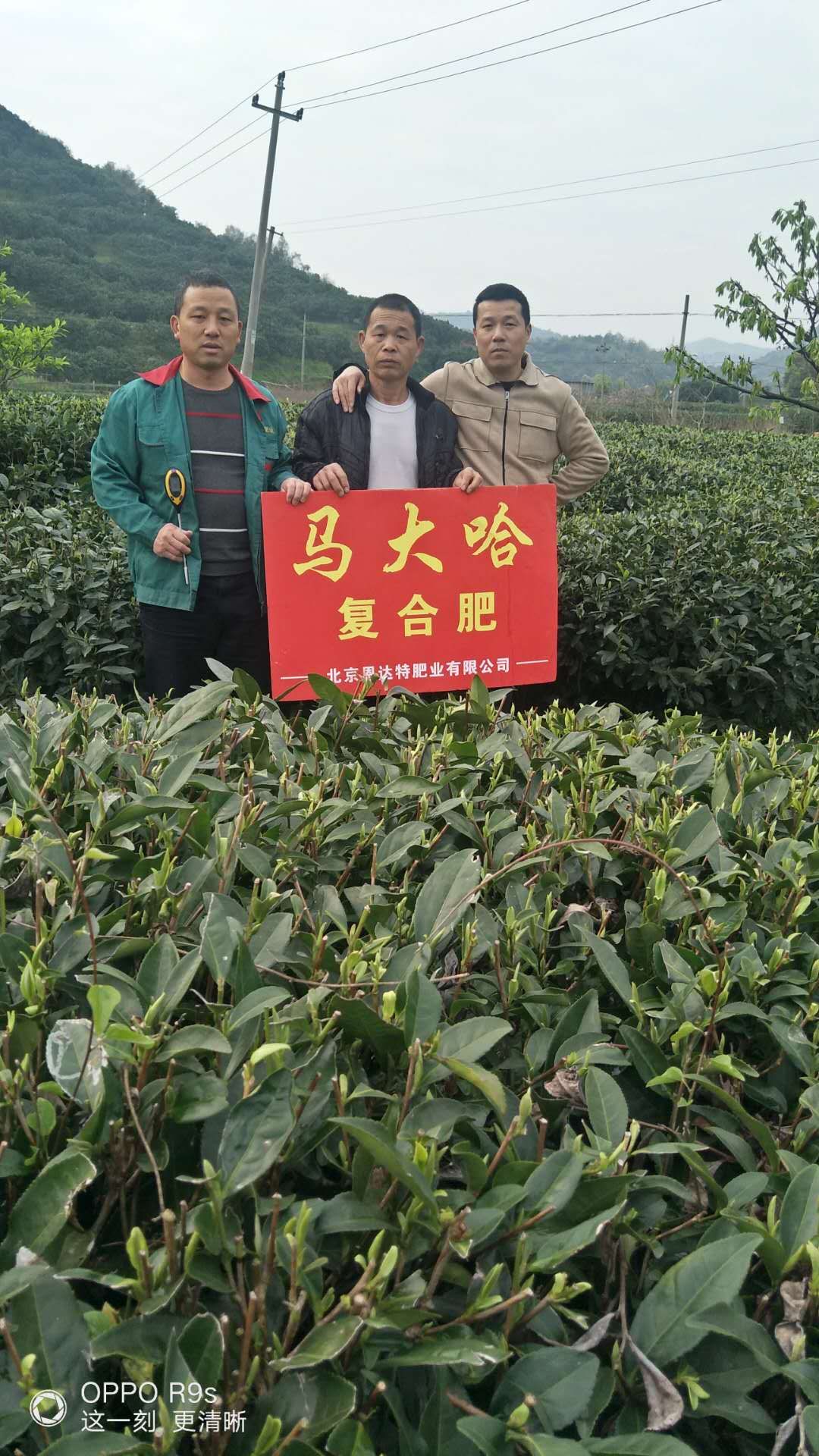 馬大哈高塔復(fù)合肥茶葉專用肥效果展示